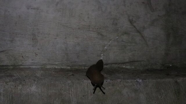 a brown slug, a garden slug at a garden, a tropical leatherleaf slug slithering on the cement wall of a fence in a rural area in Java, Indonesia