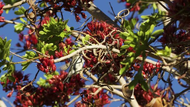 A female dusky sunbird perches on a thin branch, drinking nectar from the red flowers of a South African tree fuchsia, while another sunbird flies into view. The bird then hops onto a thicker branch.