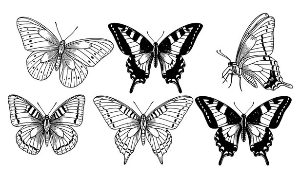 Hand drawn butterfly line art vector set with swallowtail species collection in black and white