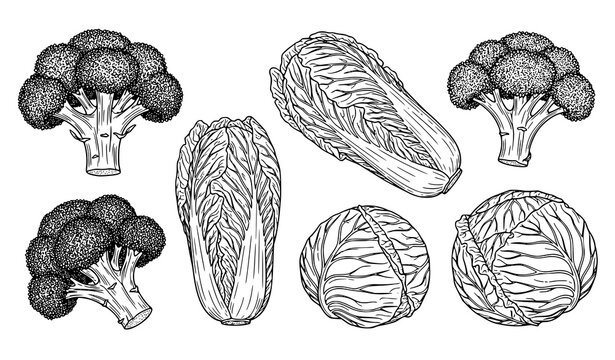 Hand drawn vegetable line art vector set with broccoli Chinese cabbage and cabbage in black and white