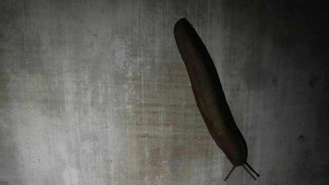 a brown slug, a garden slug at a garden, a tropical leatherleaf slug slithering on the cement wall of a fence in a rural area in Java, Indonesia