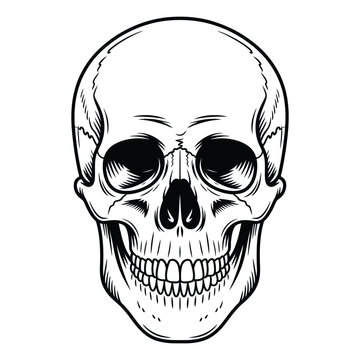 An illustration of a smiling human skull with a detailed depiction of its bone structure