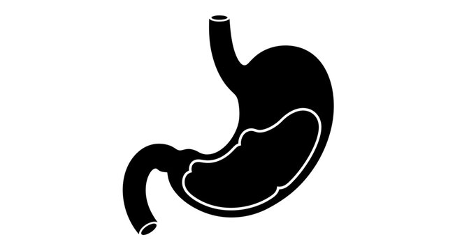 Stylized depiction of a human stomach showcasing its anatomical form