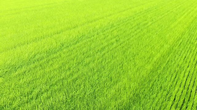 Aerial view of lush green agricultural fields in Normandy, France, with visible crop rows creating a pattern across the landscape.