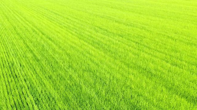 Wide view of a lush green agricultural field in the Normandy region, showcasing vibrant growth and neat rows of crops.