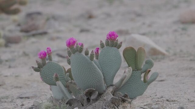a zoom in shot of pink flowers on a beavertail prickly pear cactus in bloom at joshua tree national park in california, usa