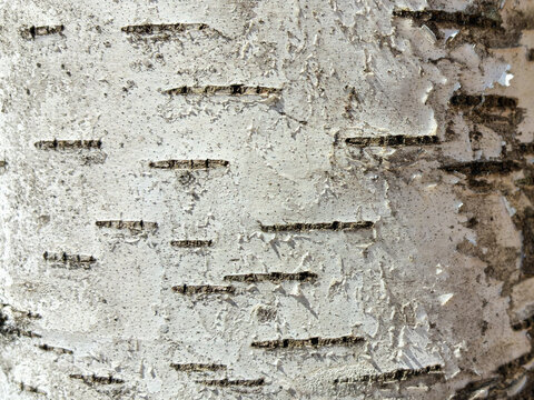 The birch bark texture pattern wooden background. Macro shot. Texture made of birch tree bark. Beautiful birch trunk background.