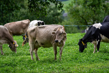 Fototapeta premium Cow on farm. Cow in fields. Cattle ranch. Summer mountain landscape with grazing cow. Herd of cows on a grassy meadow. Cattle in nature. Pastures with cow. Rural livestock. Grazing cow.
