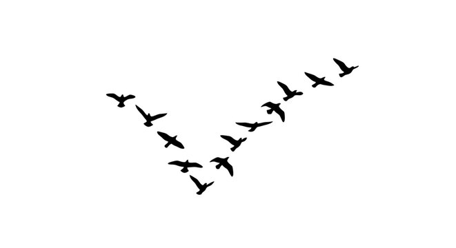 A flock of birds silhouetted in a v formation against a white background