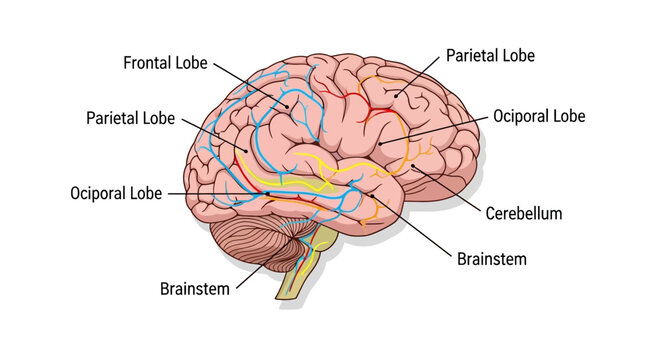 The human brain is shown with labeled parts including Frontal Lobe, Brainstem, Cerebellum, and Occipital Lobe in a medical illustration.