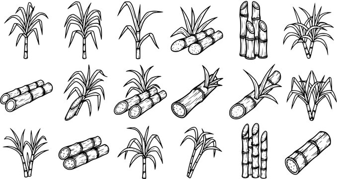 Sugarcane Plant and Stalks Black  White Line Art Illustrations. Hand-drawn Sweetener Crop Icons for Agriculture and Food Industry.