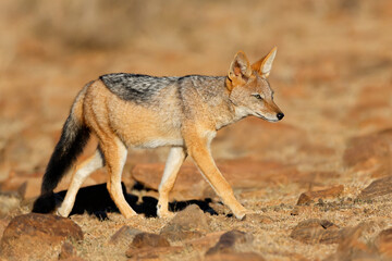 Fototapeta premium A black-backed jackal (Canis mesomelas) in natural habitat, Mountain Zebra National Park, South Africa