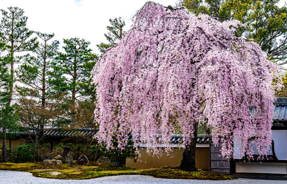京都、高台寺の枝垂れ桜
