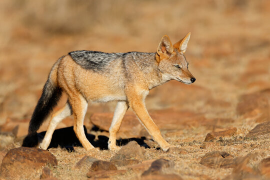 A black-backed jackal (Canis mesomelas) in natural habitat, Mountain Zebra National Park, South Africa