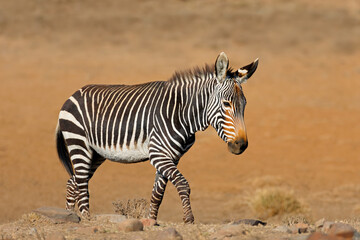Obraz premium A Cape mountain zebra (Equus zebra) in natural habitat, Mountain Zebra National Park, South Africa