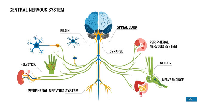 The central nervous system diagram shows the brain and spinal cord connected to the peripheral nervous system with nerves and synapses.