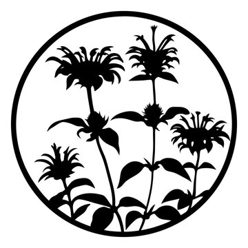 Monarda bee balm flower silhouette vector, botanical wild bergamot floral emblem in circle frame, black and white garden plant stencil for laser cutting