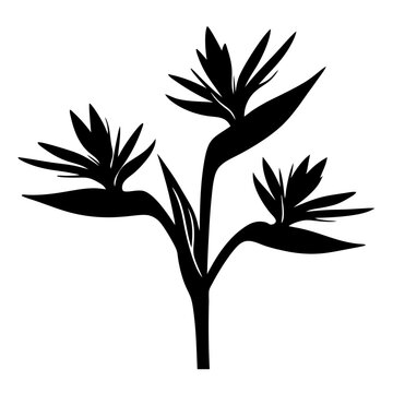 Bird of paradise flower silhouette, tropical strelitzia reginae floral vector, black botanical plant graphic isolated on white background