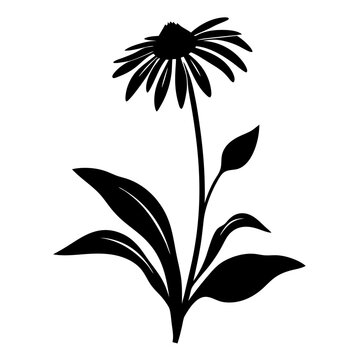 Echinacea flower silhouette vector, black floral botanical illustration, medicinal coneflower plant icon isolated on white background