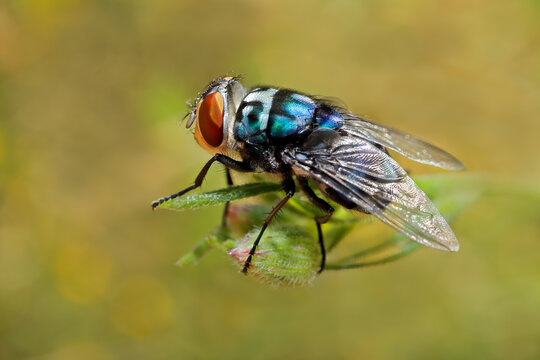 A regal blowfly (Chrysomya marginalis) sitting in natural habitat, South Africa
