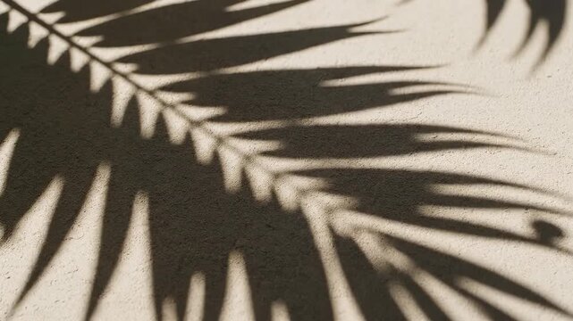 Shadow of palm leaves on wall for commercial backgrounds, digital design, and advertising
