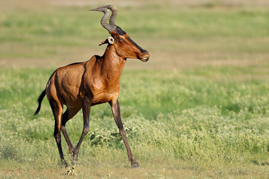 A red hartebeest antelopes (Alcelaphus buselaphus) in natural habitat, Kalahari desert, South Africa