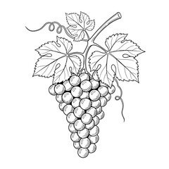 Fototapeta premium Vineyard Grapes Bunch With Leaves - Hand Drawn Sketch Illustration