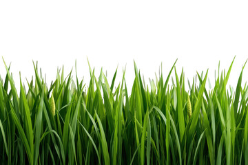 Fototapeta premium Green grass growing on a transparent background creating a natural border for design elements