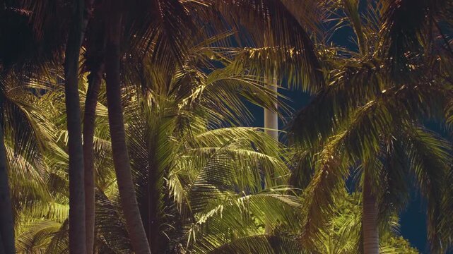 Tropical palm grove bathed in golden light with illuminated fronds, shadowed trunks, warm bokeh from hidden lights, urban hotel silhouette glimpsed through dense canopy, moody resort ambience, humid