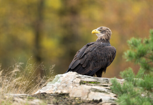 Sea eagle or white tailed eagle ( Haliaeetus albicilla)