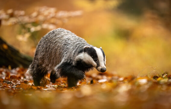 Badger close up ( Meles meles )