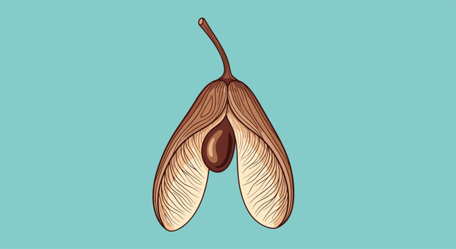 Detailed drawing of a single winged seed from a maple tree known as a samara shown against a solid light blue background.