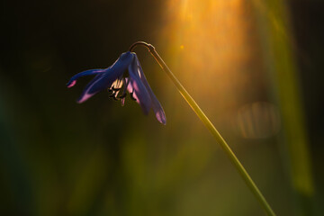 Wiosenne kwiaty w ciepłym porannym świetle, naturalna fotografia przyrodnicza © Elżbieta Kaps