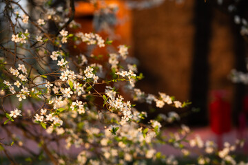 Kwitnąca śliwa w wiosennym parku – białe kwiaty na drzewie w miękkim świetle i rozmyciu tła © Elżbieta Kaps