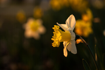 Żonkile w wiosennym parku na rozmytym tle – kwiatowe tło z miejscem na tekst © Elżbieta Kaps