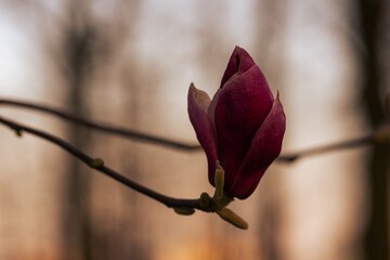 Kwiat magnolii w zbliżeniu, wiosna w parku w Pszczynie, delikatne światło © Elżbieta Kaps