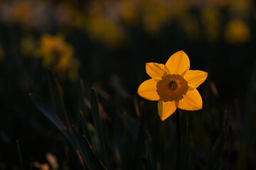 Żonkile w wiosennym parku na rozmytym tle – kwiatowe tło z miejscem na tekst © Elżbieta Kaps