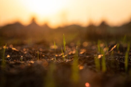 Close-up of young grass sprouts emerging from soil in warm golden hour light, with soft dreamy bokeh and a shallow depth of field creating a calm, natural, minimal atmosphere.