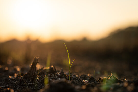 Close-up of young grass sprouts emerging from soil in warm golden hour light, with soft dreamy bokeh and a shallow depth of field creating a calm, natural, minimal atmosphere.