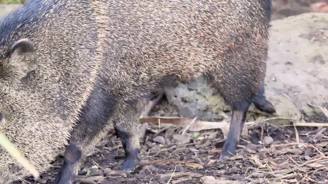Chacoan peccary foraging on forest floor in natural habitat with dynamic movement.