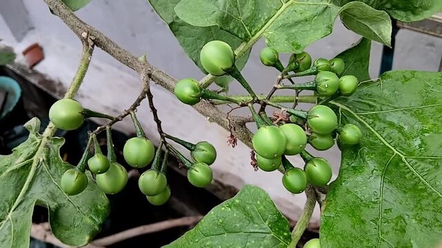 Pea Eggplant Berry Ready to Harvest