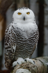 Obraz premium Portrait of Snowy owl on branch