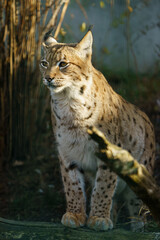 Fototapeta premium Portrait of Eurasian lynx in zoo