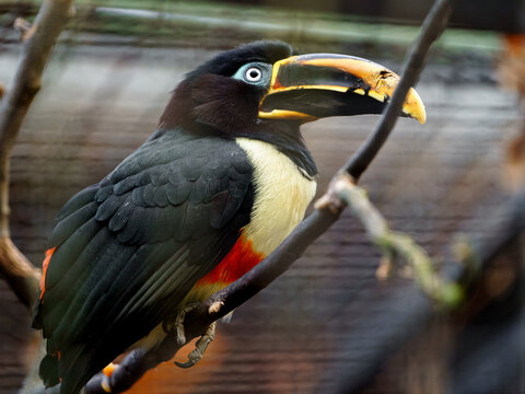 Chestnut eared aracari on branch