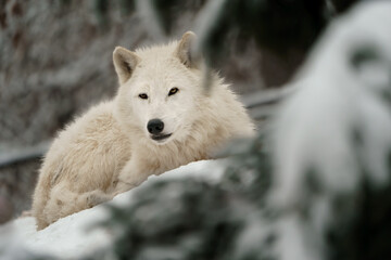 Portrait of Arctic wolf in snow © svobodacontributor