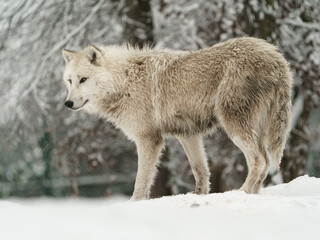 Fototapeta premium Portrait of Arctic wolf in snow
