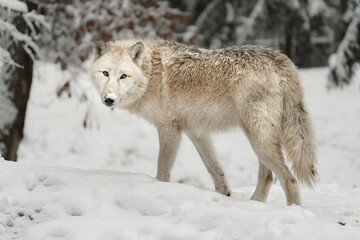 Fototapeta premium Portrait of Arctic wolf in snow