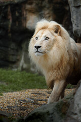 Obraz premium Portrait of African lion in zoo