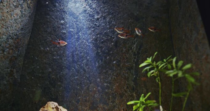 Harlequin Rasbora In Zoo Aquarium. Trigonostigma Heteromorpha. Popular Aquarium Fish. Small Fish In Family Cyprinidae. Species Became An Instant Favorite Among Aquarists. Harlequin Rasbora Is Native