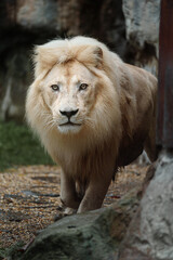 Naklejka premium Portrait of African lion in zoo